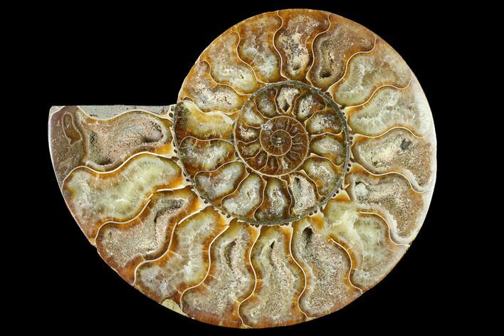 Cut & Polished Ammonite Fossil (Half) - Madagascar #166804